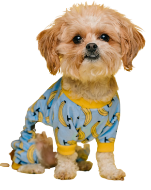 Dog in a t-shirt
