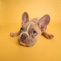 Dog chewing rubber bone